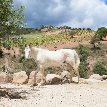 Villa Belocations - Villa Verdalma Con Piscina Pirivata Villasimius