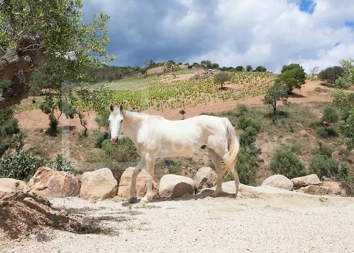 ヴィラ Belocations - Verdalma Con Piscina Pirivata